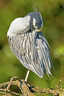 Violacea: Yellow Crowned Night Heron