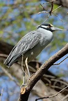 Violacea: Yellow-crowned Night Heron