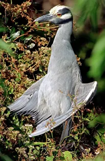 Violacea: Yellow Crowned Night Heron