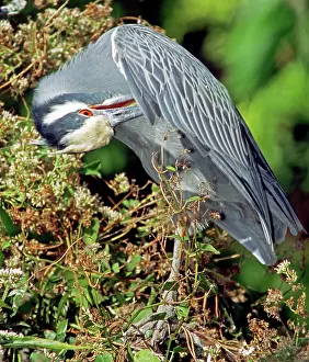 Preens: Yellow Crowned Night Heron