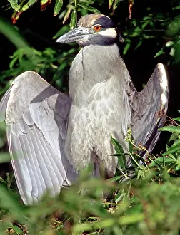 Violacea: Yellow Crowned Night Heron