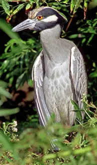 Violacea: Yellow Crowned Night Heron