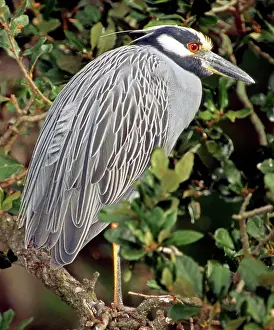Violacea: Yellow Crowned Night Heron