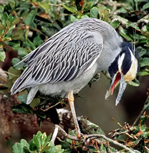 Preens: Yellow Crowned Night Heron