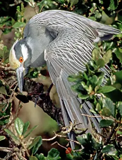 Preens: Yellow Crowned Night Heron