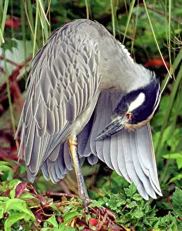 Preens: Yellow Crowned Night Heron
