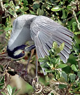 Preens: Yellow Crowned Night Heron