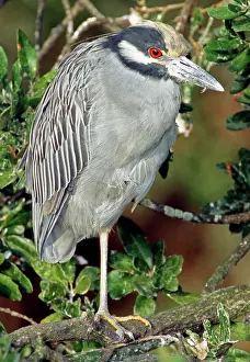 Violacea: Yellow Crowned Night Heron