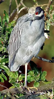 Violacea: Yellow Crowned Night Heron