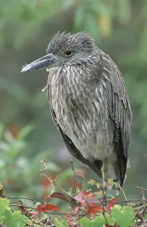 Violacea: Yellow Crowned Night Heron