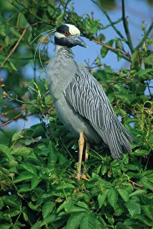 Violacea: Yellow-crowned Night Heron