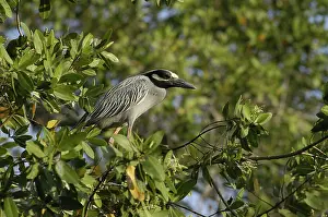 Ciconiformes: Yellow-Crowned Night Heron