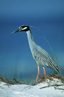 Violacea: Yellow-crowned Night Heron