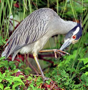 Violacea: Yellow-Crowned Night Heron