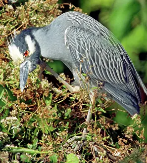 Violacea: Yellow-Crowned Night Heron