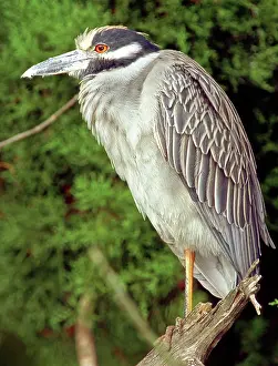 Violacea: Yellow-Crowned Night Heron