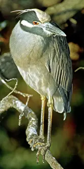 Violacea: Yellow-Crowned Night Heron