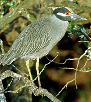 Violacea: Yellow-Crowned Night Heron