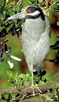 Violacea: Yellow-Crowned Night Heron