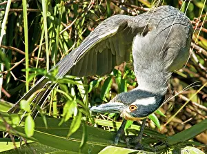 Violacea: Yellow Crowned Night Heron