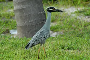 Violacea: Yellow-crowned Night-Heron in breeding plumage