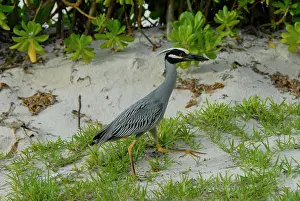 Violacea: Yellow-crowned Night-Heron in breeding plumage
