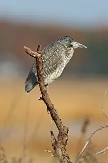 Violacea: Yellow-crowned Night Heron - immature plumage -