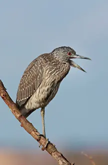 Violacea: Yellow-crowned Night Heron - immature plumage -