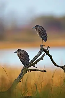 Violacea: Yellow-crowned Night Heron - immature plumage -