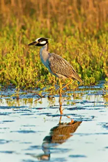 Violacea: Yellow-crowned Night-heron (Nyctanassa violacea)