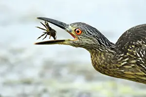 Violacea: Yellow-crowned Night Heron (Nyctanassa violacea) eating an u