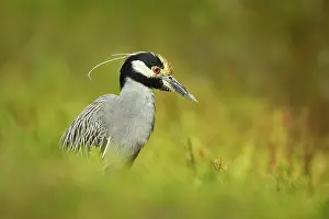 Violacea: Yellow-crowned Night Heron (Nyctanassa violacea) in looking