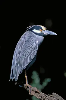 Violacea: Yellow crowned night heron (Nycticorax violacea)