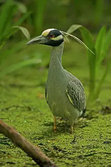 Violacea: Yellow-crowned Night Heron in swamp