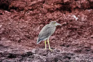 Violaceus: Yellow-crowned Night-Heron - young