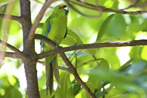 Auriceps: Yellow-crowned Parakeet