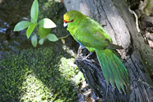 Auriceps: Yellow-crowned Parakeet