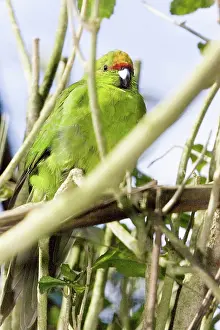 Auriceps: Yellow-Crowned Parakeet