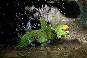 Auriceps: Yellow-crowned Parakeet - bathing