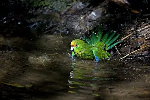 Auriceps: Yellow-crowned Parakeet - bathing