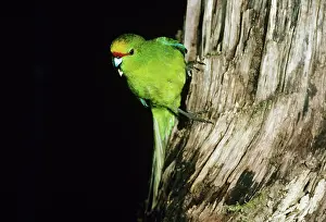 Auriceps: Yellow-crowned parakeet - perched on trunk of tree