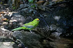 Auriceps: Yellow-crowned Parakeet - at pool