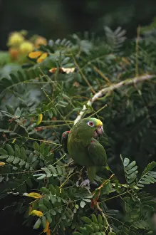 Amazona: Yellow-Crowned Parrot