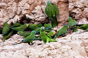 Zoopharmacognosy: Yellow-crowned Parrot - at clay lick
