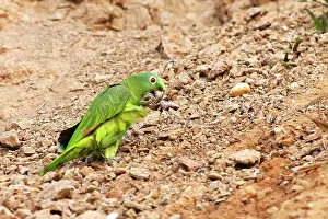 Zoopharmacognosy: Yellow-crowned Parrot - at clay lick