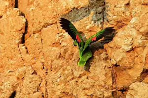 Zoopharmacognosy: Yellow-crowned Parrot - at clay lick