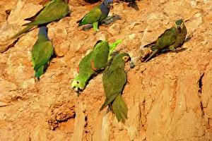 Zoopharmacognosy: Yellow-crowned Parrot - at clay lick