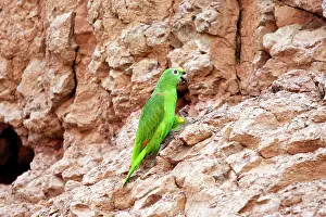 Zoopharmacognosy: Yellow-crowned Parrot - at clay lick