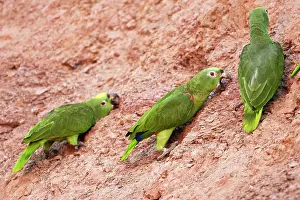 Zoopharmacognosy: Yellow-crowned Parrot - at clay lick