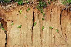 Zoopharmacognosy: Yellow-crowned Parrot - at clay lick